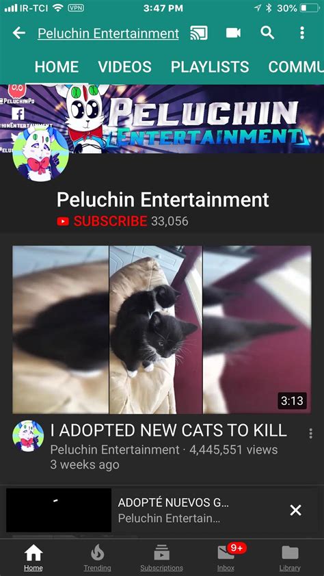 com The. . Peluchin entertainment kills cat video archive